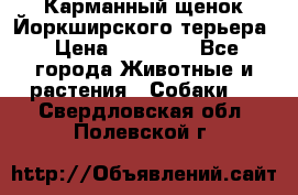 Карманный щенок Йоркширского терьера › Цена ­ 30 000 - Все города Животные и растения » Собаки   . Свердловская обл.,Полевской г.